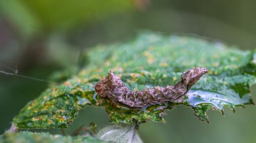 Réf. 335 229 : Thyatira batis